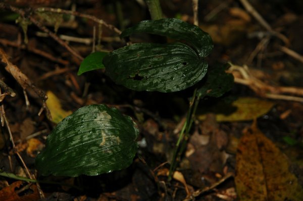 ARElb^C Tropidia calcarata