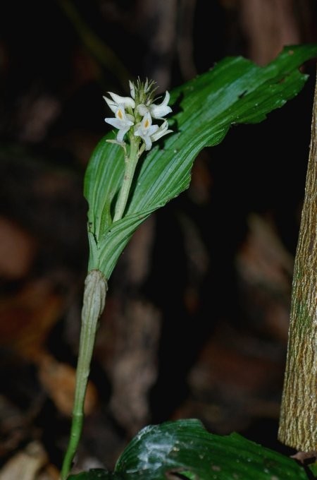 ARElb^C Tropidia calcarata