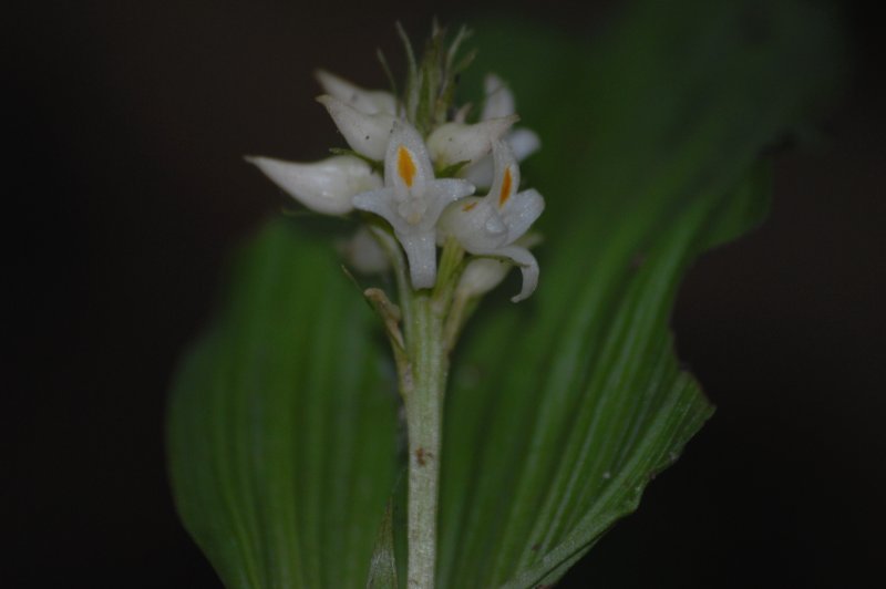 ARElb^C Tropidia calcarata