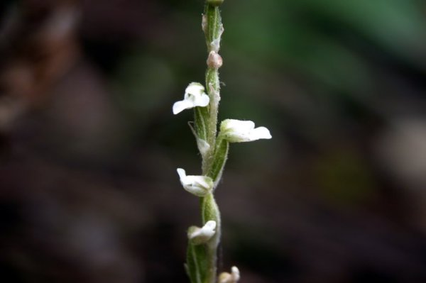 aojikukinuran