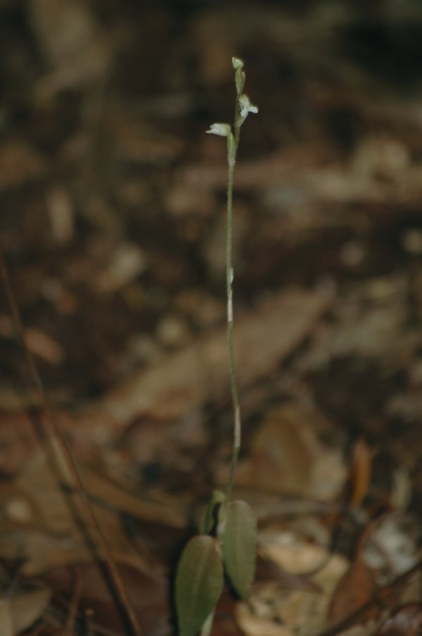 aojikukinuran