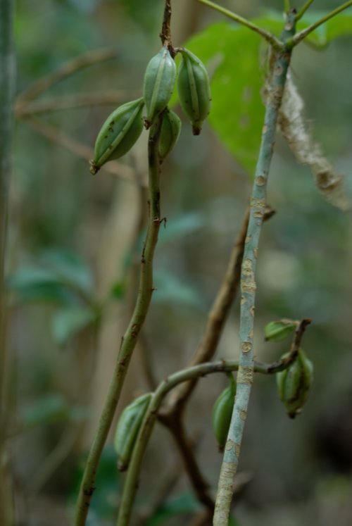 imoneyagara Eulophia zollingeri