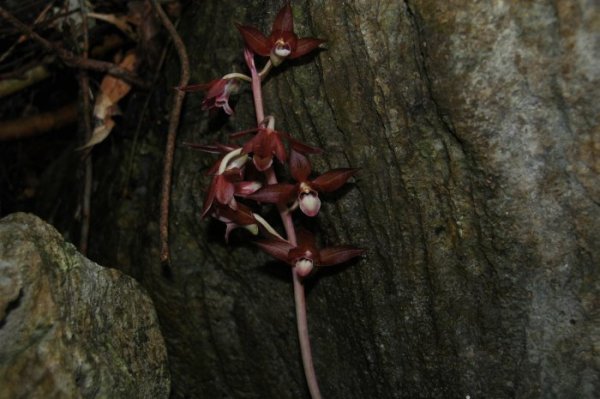 imoneyagara Eulophia zollingeri