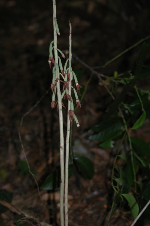 imoneyagara Eulophia zollingeri