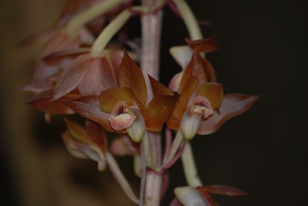 imoneyagara Eulophia zollingeri