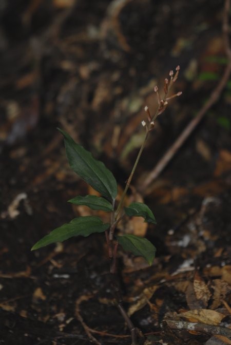 yakusimaakasyusuran